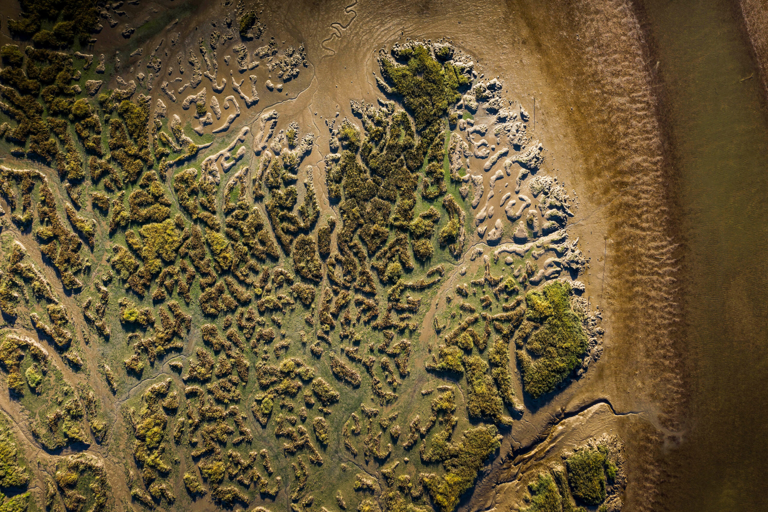 Marsh detail on banks of the Deben